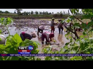 Proyek Cetak Sawah Kementrian BUMN Era Dahlan Iskan Mangkrak - NET 16