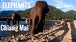 Elephants in Chiang Mai Thailand [Best day]