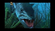 Barracuda Gigante atacando, Animais selvagens atacando, Animals, Confrontos animais, Serpentes atacando animais e humano