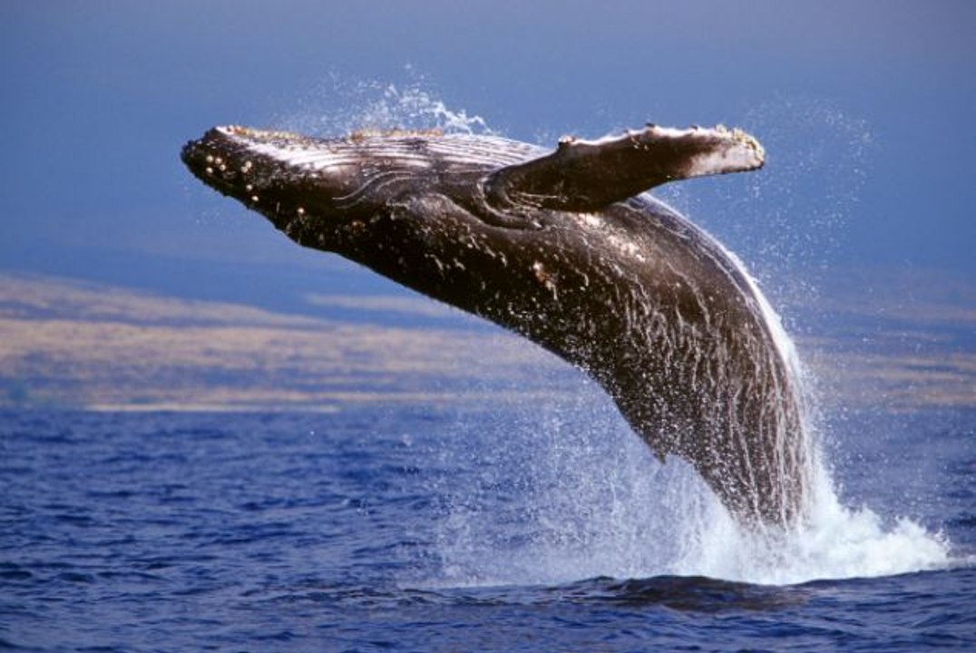 As incríveis baleias Jubarte, animais marinhos, Animais