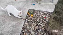 Lol The Warrior White Cats Catching Snake In Real Life Animals Video