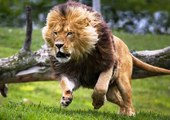 Incrível Ataque de Leão a Guinu, Leão Vs Guinu, Animais selvagens atacando, Animals, Confrontos animais, Serpentes