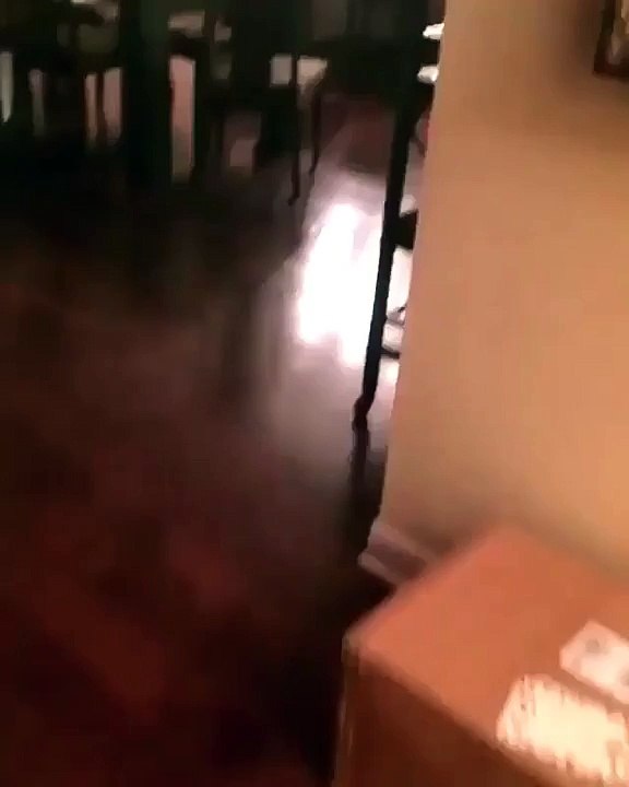 Un chien gourmand pris en flag