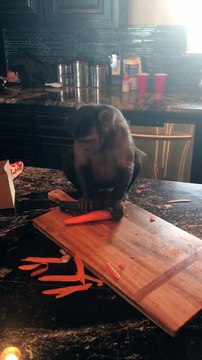 Un singe montre comment éplucher une carotte