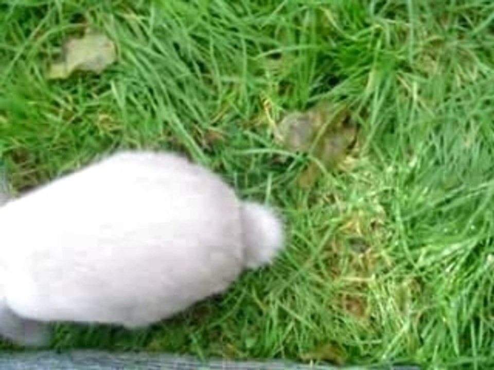 Bailey in the rabbit run