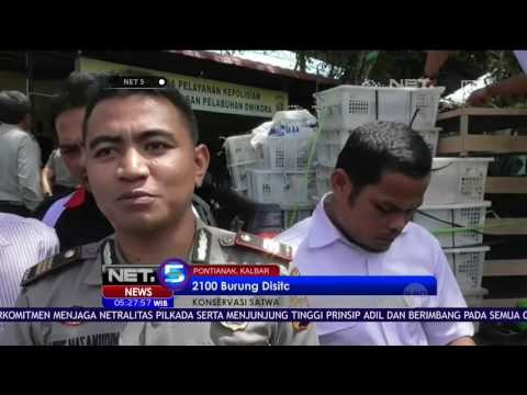 Buaya Liar Resahkan Warga dan Nelayan di Sekitar Sungai Rangda - NET5