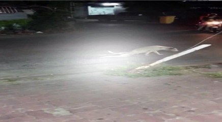 Watch How Long it Takes Until Someone Helps This Dog