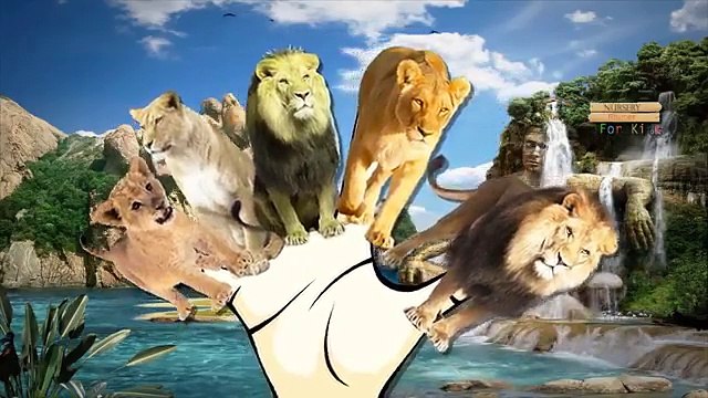 Lion Cartoons Finger Family Children Nursery Rhymes | Lion Cartoon Finger Family Nursery Rhymes