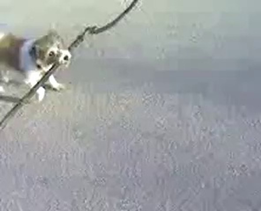 Kleiner Hund - Grosser Stock....