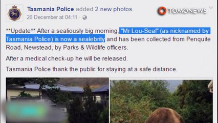 Foca de 200 quilos anda na cidade e salta em carros.