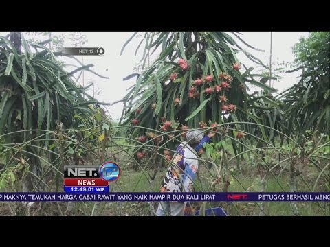 Panen Raya Buah Naga di Jember Jadi Wisata Liburan – NET12