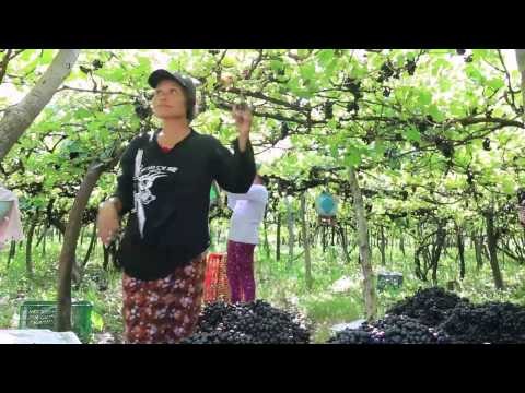 Paslon Bupati Buleleng Fokuskan Kampanye Bidang Pertanian dan Perkebunan – NET5