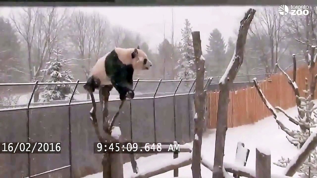 Panda stuntman