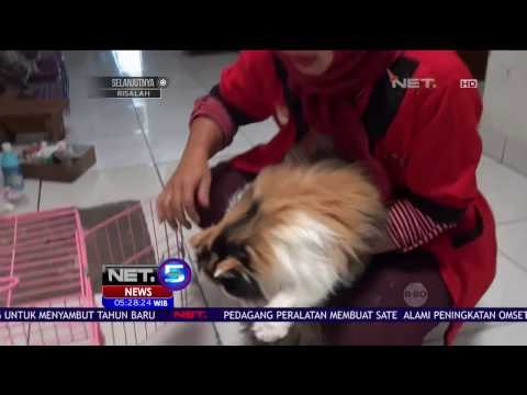 Liburan Akhir Tahun, Tempat Penitipan Hewan Melonjak 3 Kali Lipat – NET5