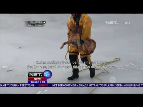 Seekor Anjing Diselamatkan dari Danau - NET 12
