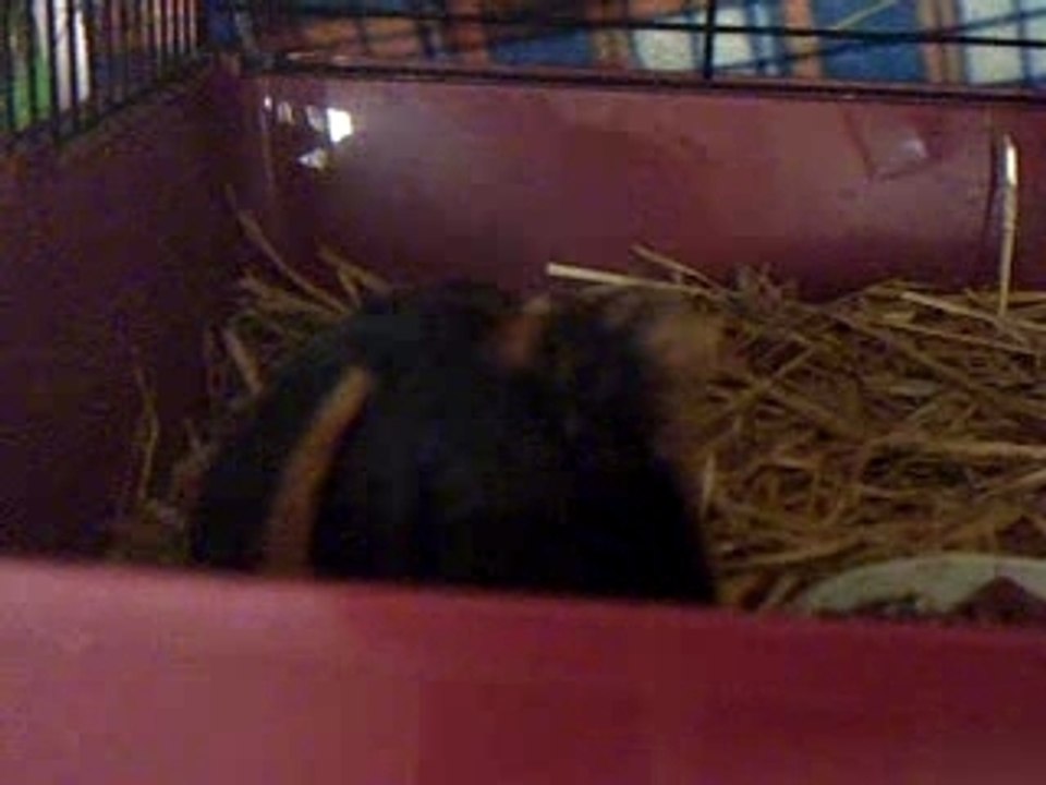 Mes deux cochons d'inde.