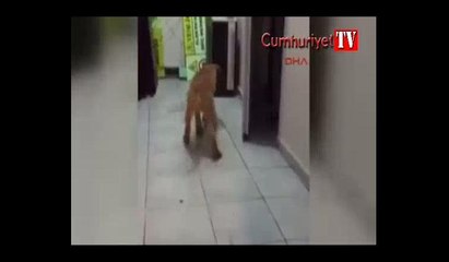 10 gün sonra kurtarılan 'Kuyu'nun mutluluğu kameralara yansıdı