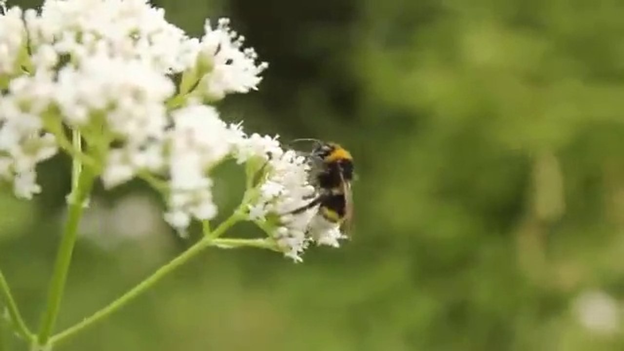 Robert Franz - Kräuter-ABC: Breitwegerich , Spitzwegerich