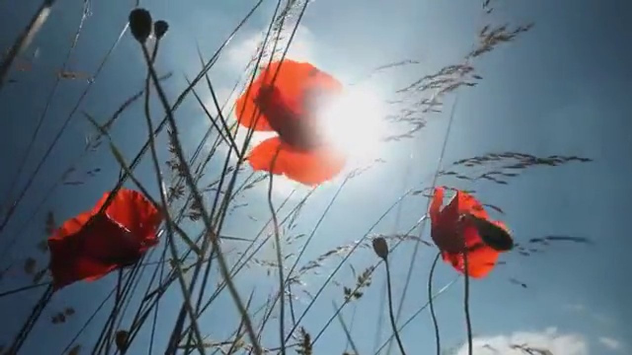 Robert Franz - Kraeuter-ABC: Klatschmohn