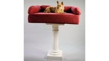 Buy Snoozer Luxury Dog Sofa : Snoozer Pet Beds