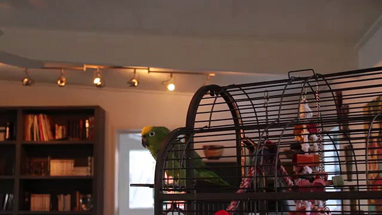 Quand ton perroquet est fan d'opéra