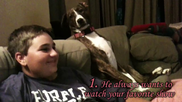 Nos meilleurs amis les chiens... Compilation hilarante