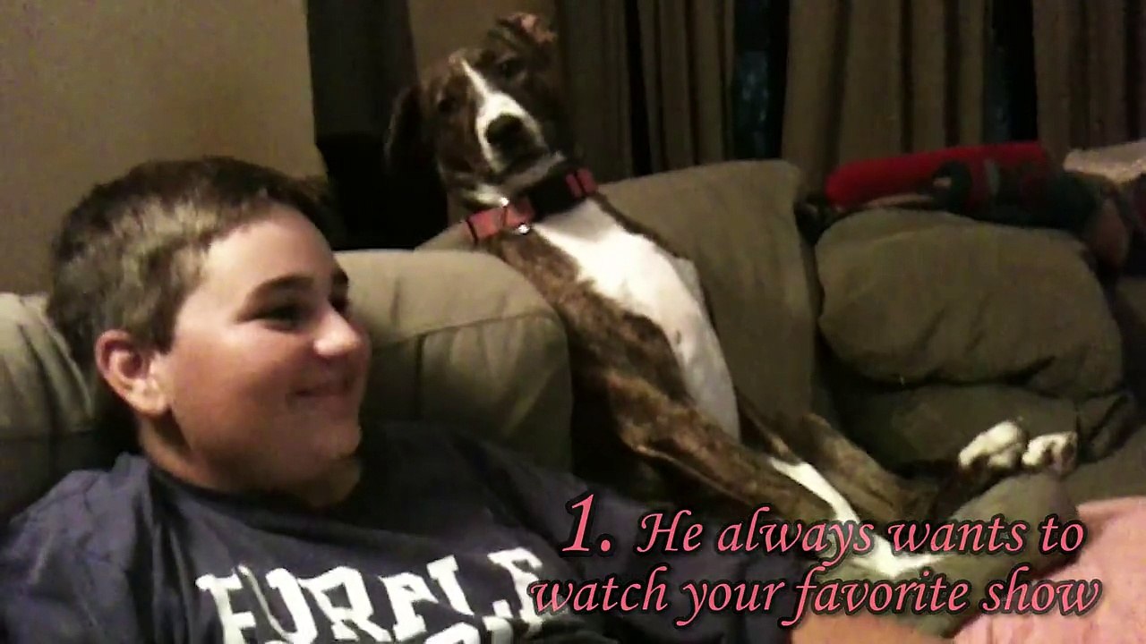 Nos meilleurs amis les chiens... Compilation hilarante