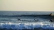 Un dauphin joueur se joint au surfeurs et prend la vague