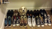 Cocker Spaniel tries hiding amongst owner's shoes