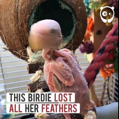 This Bird Had Lost Her Feathers, So People Sent Her Mini Sweaters To Save Her From Freezing