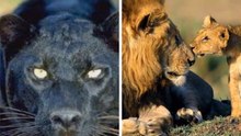 lion contre le guépard combat à mort