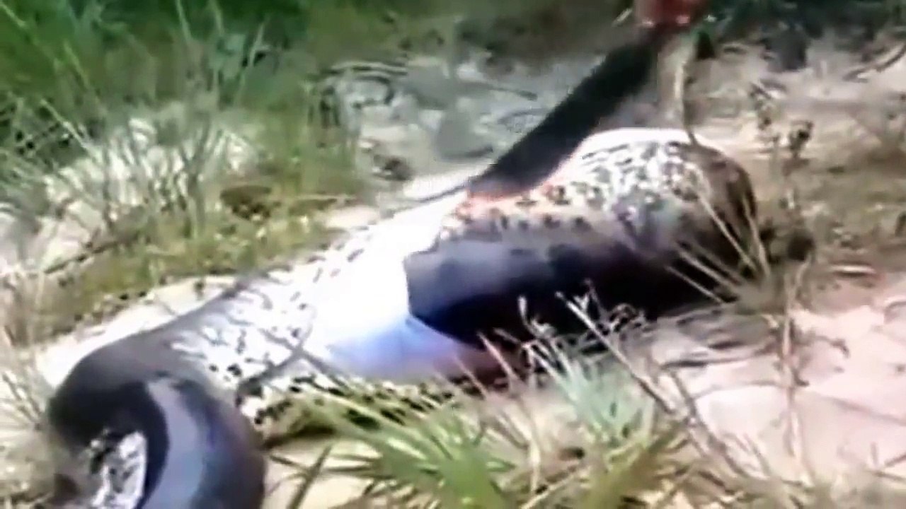 Plus grand python manger anaconda géant