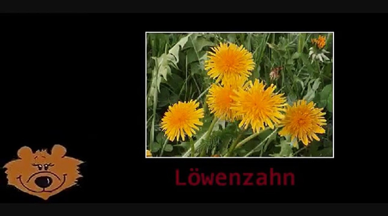 Kräuter Bärklärung 3