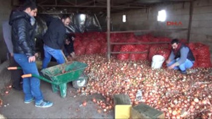 Şanlıurfa Tonlarca Soğan Üreticinin Elinde Kaldı
