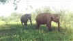 Majestic Elephants Roam Through Udawalawe National Park