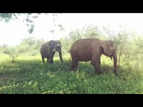 Majestic Elephants Roam Through Udawalawe National Park