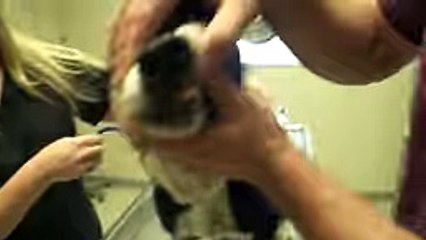 He Needs Some Food Quick!