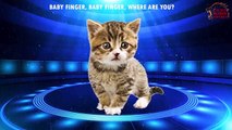 Animal Finger Family Cat Family Nursery Rhyme | Cartoon Kids Animation Rhymes