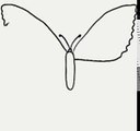 How to draw a butterfly - kelebek nasıl çizilir