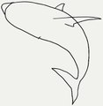 How to draw a shark - köpek balığı nasıl çizilir