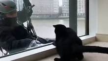 Cat VS Window cleaner