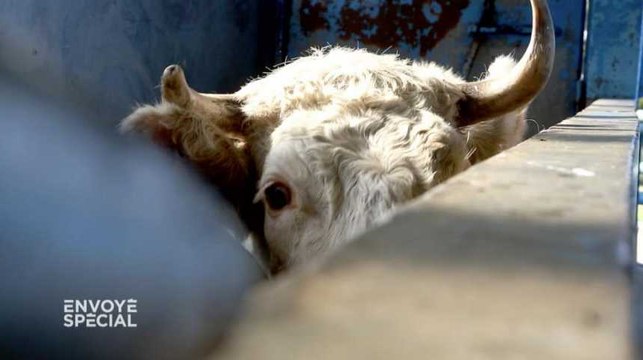 Abattoirs, des bourreaux ou des hommes? Extrait d'Envoyé Spécial