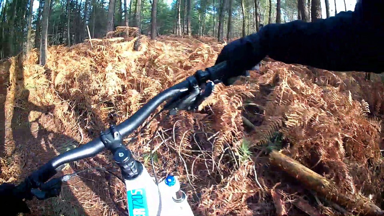 sortie dans les bois