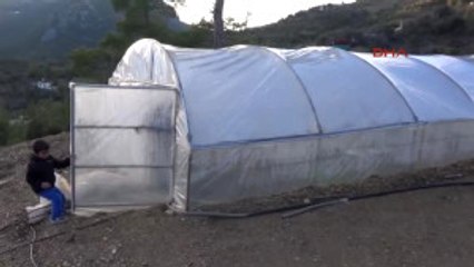 Antalya Gazipaşalı Üreticinin Alternatif Ürünü Adaçayı