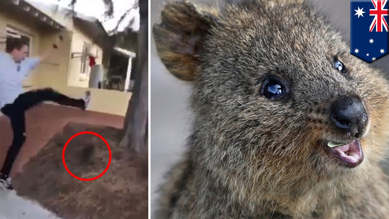Man filmed kicking scared quokka in disgusting act of animal cruelty