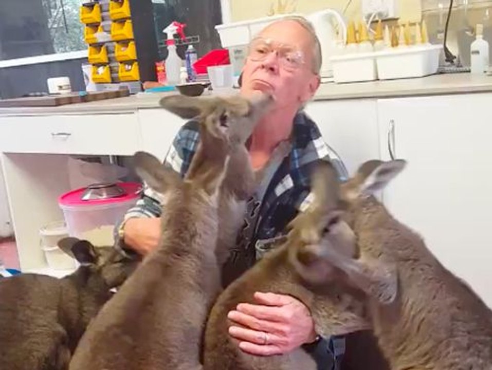 Un moment calin avec des bébés kangourou !