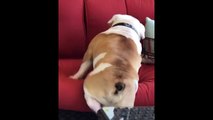 Un bulldog francais tente de monter sur le canapé !