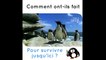 Les pingouins : l'espèce la plus maladroite du monde
