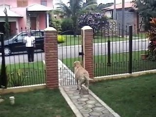 Gato retorna para casa após veterinário dizer que ele não sobreviveria — E sua amiga canina não consegue conter a emoção