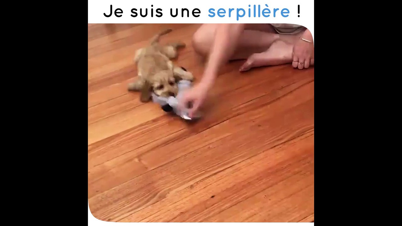 Un chien qui ne lâche rien, une vraie... serpillère !